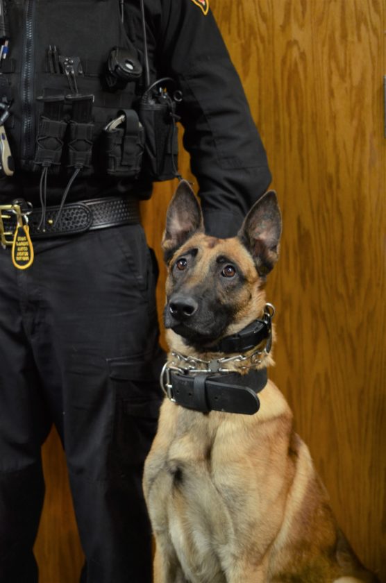 Sheriff’s Office Gets New Drug Sniffing Dog News, Sports, Jobs The